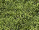Seamless grass